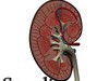 Kidney Anatomy High Detail 3D Model .max .obj .3ds .fbx