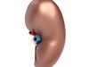 Kidney Anatomy High Detail 3D Model .max .obj .3ds .fbx