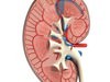 Kidney Anatomy High Detail 3D Model .max .obj .3ds .fbx
