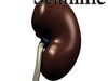 Kidney Anatomy High Detail 3D Model .max .obj .3ds .fbx