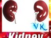 Human Kidneys 3D Model