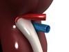 Human Kidneys 3D Model .max .obj .3ds .fbx
