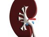 Human Kidneys 3D Model .max .obj .3ds .fbx