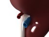 Human Kidneys 3D Model .max .obj .3ds .fbx