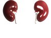 Human Kidneys 3D Model .max .obj .3ds .fbx