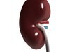 Human Kidneys 3D Model .max .obj .3ds .fbx