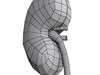 Human Kidneys 3D Model .max .obj .3ds .fbx