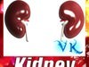 Human Kidneys 3D Model .max .obj .3ds .fbx