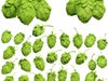 Hops