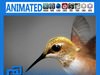 Animated Hummingbird