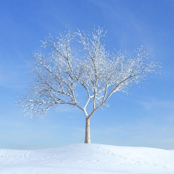 bare tree on a snow covered hillside in th 3d model bare tree on a snow covered hillside in th 3d model