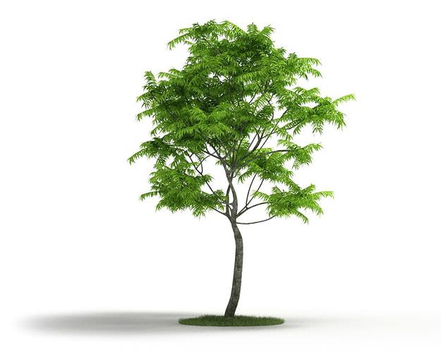 thin tree thin trunk tree 3d model cgtrader thin tree thin trunk tree 3d model cgtrader