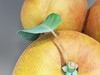 Photorealistic Peach High Resolution 3D Model .max .obj .3ds .fbx