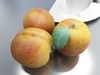 Fruits and Basket Collection 3D Model .max .obj .3ds .fbx
