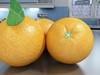 Grocery Store Produce Display Fruits 3D Model .max .obj .3ds .fbx