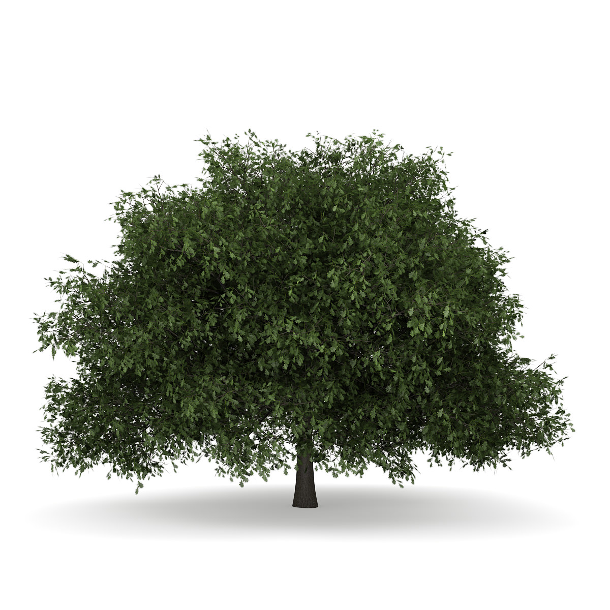 english_oak_1_quercus_robur_3d_model_c4d_efa27c09 a2a1 4111 a9d8 476becdaad5b