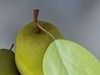 Fruit Stand Smoothable 3D Model .max .obj .3ds .fbx