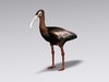White faced ibis 3D Model