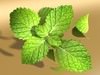 Mojito Cocktail High Detail 3D Model .max .obj .3ds .fbx