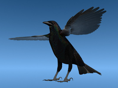 Crow Surfaced 3D Model .max .3ds .lwo .lw .lws .c4d .ma .mb .3dm