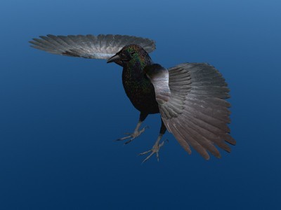 Crow Surfaced 3D Model .max .3ds .lwo .lw .lws .c4d .ma .mb .3dm