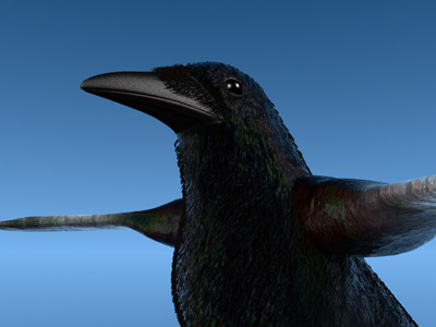 Crow Surfaced 3D Model .max .3ds .lwo .lw .lws .c4d .ma .mb .3dm
