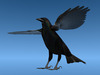 Crow Surfaced 3D Model .max .3ds .lwo .lw .lws .c4d .ma .mb .3dm