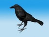 Crow Standing Model (not rigged) 3D Model