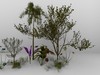 tropical plants 3D Model