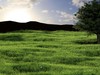 Realistic Tree 3D Model