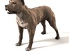 Pit Bull