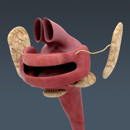 Human Female Anatomy - Body, Muscles, Skeleton, Internal Organs and Lymphatic 3D Model .max .obj .3ds .fbx .lwo .lw .lws .c4d