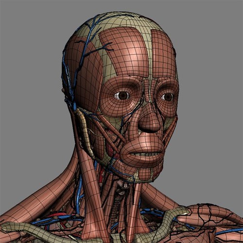 Human Female Anatomy - Body, Muscles, Skeleton, Internal Organs and Lymphatic 3D Model .max .obj .3ds .fbx .lwo .lw .lws .c4d
