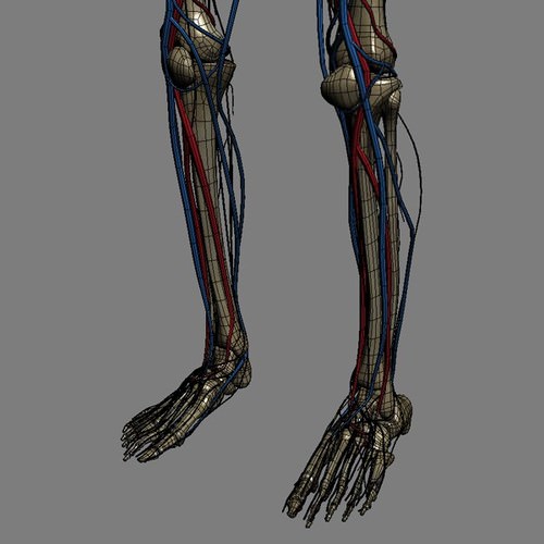 Human Female Anatomy - Body, Muscles, Skeleton, Internal Organs and Lymphatic 3D Model .max .obj .3ds .fbx .lwo .lw .lws .c4d