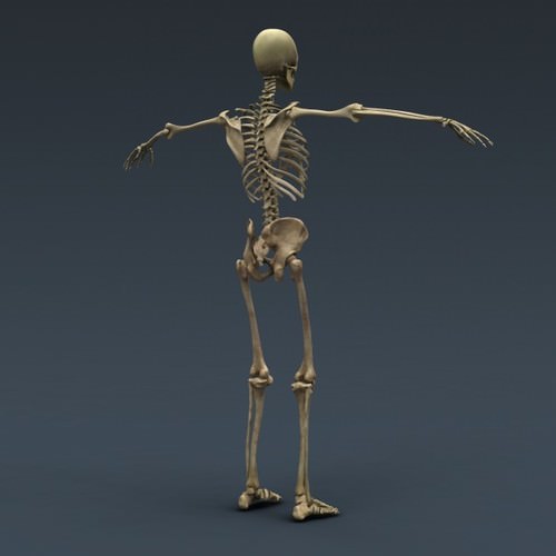 Human Female Anatomy - Body, Muscles, Skeleton, Internal Organs and Lymphatic 3D Model .max .obj .3ds .fbx .lwo .lw .lws .c4d