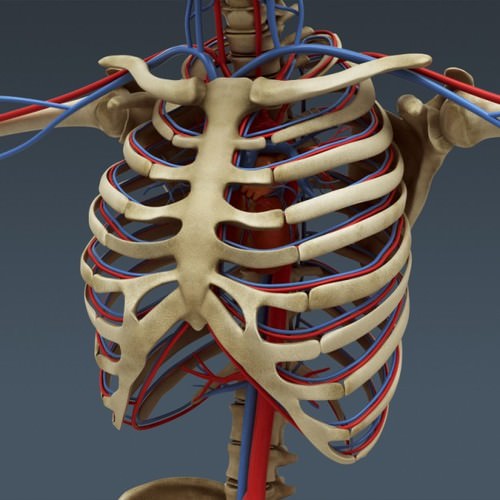 Human Female Anatomy - Body, Muscles, Skeleton, Internal Organs and Lymphatic 3D Model .max .obj .3ds .fbx .lwo .lw .lws .c4d