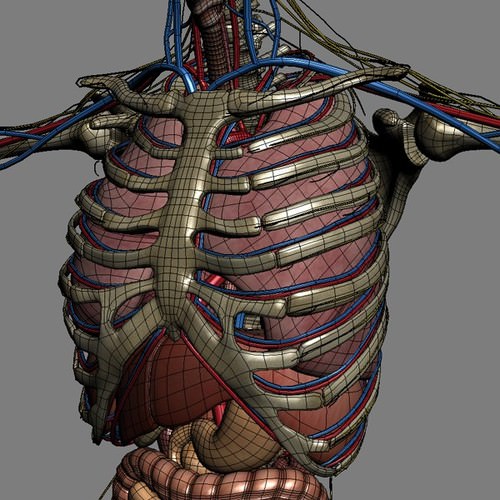 Human Female Anatomy - Body, Muscles, Skeleton, Internal Organs and Lymphatic 3D Model .max .obj .3ds .fbx .lwo .lw .lws .c4d