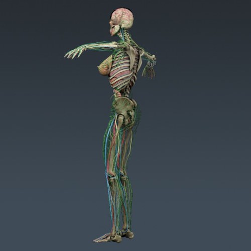 Human Female Anatomy - Body, Muscles, Skeleton, Internal Organs and Lymphatic 3D Model .max .obj .3ds .fbx .lwo .lw .lws .c4d