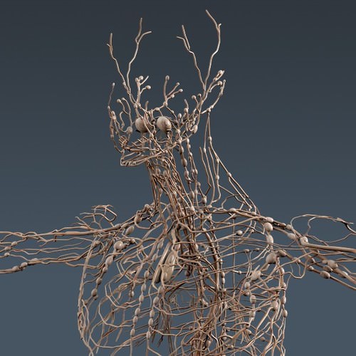 Human Female Anatomy - Body, Muscles, Skeleton, Internal Organs and Lymphatic 3D Model .max .obj .3ds .fbx .lwo .lw .lws .c4d