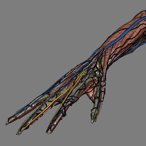 Human Female Anatomy - Body, Muscles, Skeleton, Internal Organs and Lymphatic 3D Model .max .obj .3ds .fbx .lwo .lw .lws .c4d