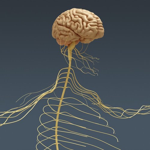 Human Female Anatomy - Body, Muscles, Skeleton, Internal Organs and Lymphatic 3D Model .max .obj .3ds .fbx .lwo .lw .lws .c4d