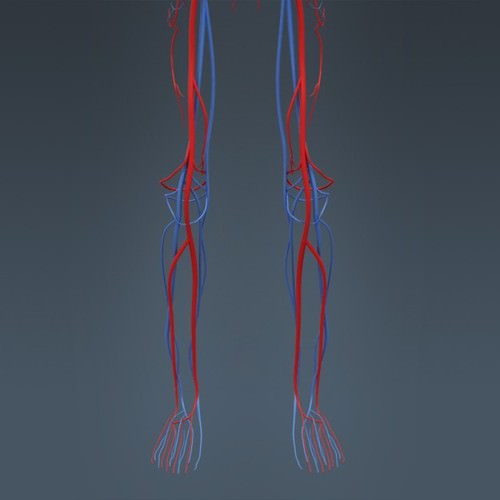 Human Female Anatomy - Body, Muscles, Skeleton, Internal Organs and Lymphatic 3D Model .max .obj .3ds .fbx .lwo .lw .lws .c4d