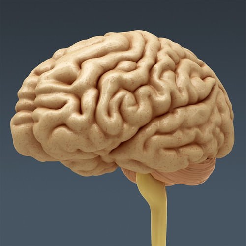 Human Female Anatomy - Body, Muscles, Skeleton, Internal Organs and Lymphatic 3D Model .max .obj .3ds .fbx .lwo .lw .lws .c4d