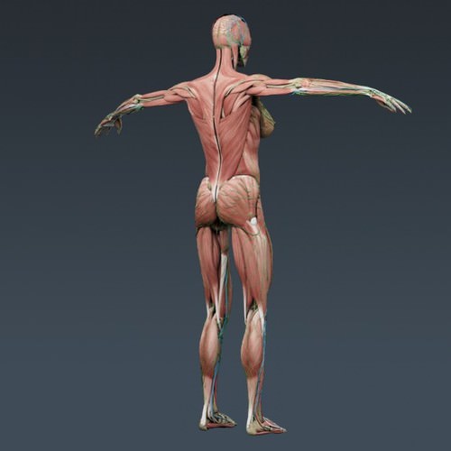 Human Female Anatomy - Body, Muscles, Skeleton, Internal Organs and Lymphatic 3D Model .max .obj .3ds .fbx .lwo .lw .lws .c4d