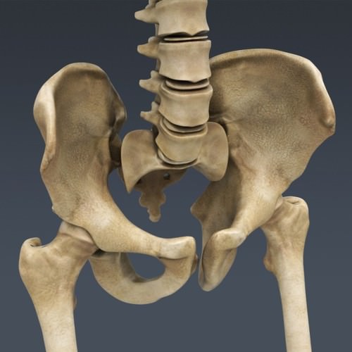 Human Female Anatomy - Body, Muscles, Skeleton, Internal Organs and Lymphatic 3D Model .max .obj .3ds .fbx .lwo .lw .lws .c4d