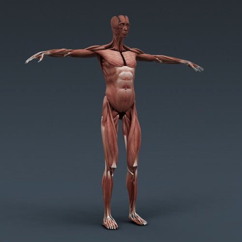 Human Female Anatomy - Body, Muscles, Skeleton, Internal Organs and Lymphatic 3D Model .max .obj .3ds .fbx .lwo .lw .lws .c4d