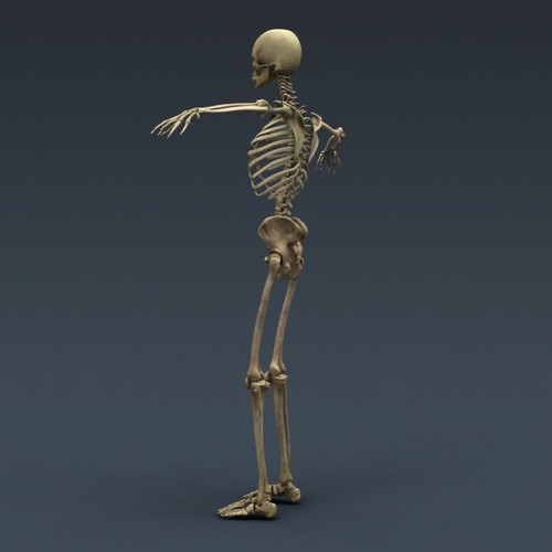 Human Female Anatomy - Body, Muscles, Skeleton, Internal Organs and Lymphatic 3D Model .max .obj .3ds .fbx .lwo .lw .lws .c4d