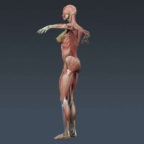 Human Female Anatomy - Body, Muscles, Skeleton, Internal Organs and Lymphatic 3D Model .max .obj .3ds .fbx .lwo .lw .lws .c4d