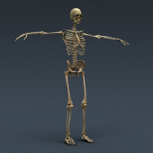 Human Female Anatomy - Body, Muscles, Skeleton, Internal Organs and Lymphatic 3D Model .max .obj .3ds .fbx .lwo .lw .lws .c4d