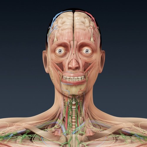 Human Female Anatomy - Body, Muscles, Skeleton, Internal Organs and Lymphatic 3D Model .max .obj .3ds .fbx .lwo .lw .lws .c4d